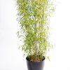 Bamboe 2mH - black round pot